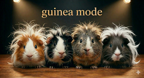 guinea mode - die Meerschweinchen kommen!